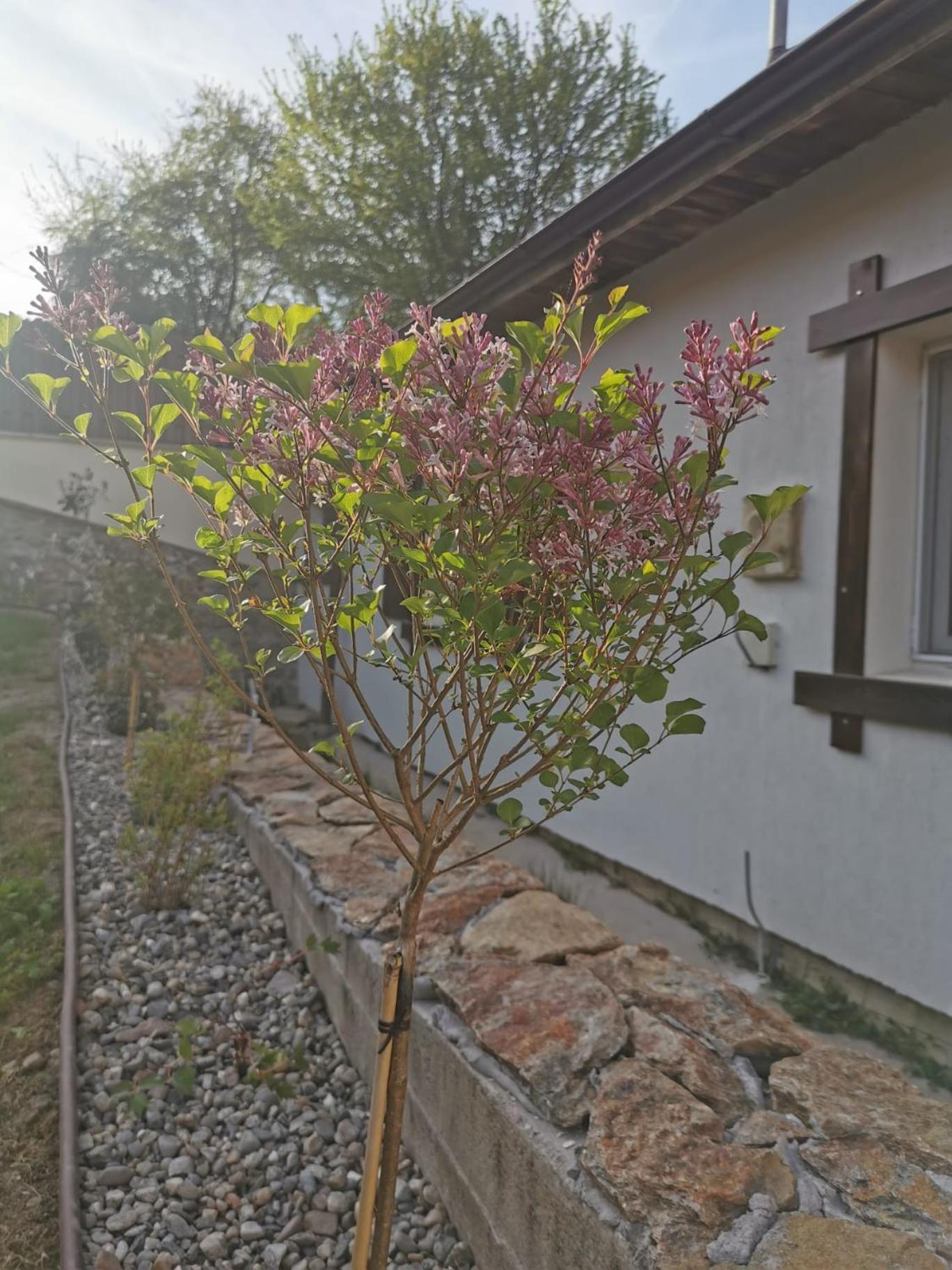 Casa Tihna Villa Băile Olăneşti Exterior foto